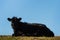 Angus calf resting on grass