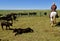 Angus calf roped by the hind feet in a roundup