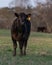 Angus calf in spring pasture - vertical