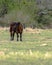 Angus calf to the left -vertical