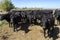 Angus Cattle Being Raised in a Farm