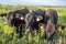 Angus cattle closeup