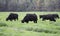 Angus cattle grazing in lush ryegrass