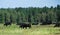 Angus cattle grazing on the pasture