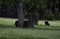 Angus cattle grazing under pecan trees