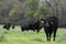 Angus cattle in lush ryegrass pasture