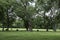 Angus cattle in pecan grove pasture in summer