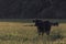 Angus cow backlit in tall ryegrass field