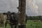 Angus cow behind high tensile fence post