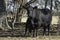 Angus cow-calf pair in trees