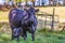 Angus cow nursing calf with gate behind