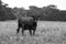 Angus cow in summer southern overgrown pasture