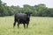 Angus cow in summer southern overgrown pasture