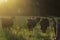 Angus cows in golden light