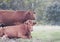 Angus cows in a summer meadow