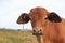 Angus Cross Brahman Cattle with pasture in the background