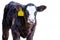 Angus crossbred calf facing forward - isolated