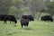 Angus crossbred cattle in early spring pasture