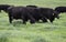 Angus crossbred cattle grazing w negative space