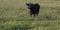 Angus crossbred heifer in field of tall grass