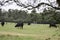 Angus crossbred herd framed by tree branch