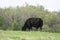 Angus heifer grazes in early spring pasture