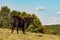 Angus heifer on a hillside