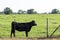 Angus heifer next to fence looking