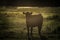 Angus heifer in silhouette  backlit in golden light
