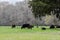 Angus herd in early spring pasture