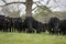 Angus herd in early spring pasture - low angle