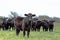 Angus herd with heifer in foreground