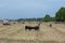 Angus herd with heifer in foreground