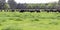 Angus herd in lush ryegrass banner