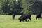 Angus herd on summer pasture landscape