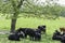 Angus herd under springtime shade tree