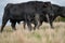 Angus and murray grey cows Eating lush green grass in Australia