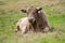 Angus and murray grey cows Eating lush green grass in Australia