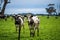 Angus, Murray grey and Dairy cows Eating lush green grass in Australia