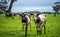 Angus, Murray grey and Dairy cows Eating lush green grass in Australia