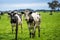 Angus, Murray grey and Dairy cows Eating lush green grass in Australia