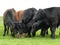 Angus steers eating pressed block