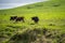 Angus, wagyu and murray grey beef bulls and cows, being grass fed  on a hill in Australia.