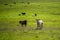 Angus, wagyu and murray grey beef bulls and cows, being grass fed  on a hill in Australia.