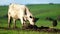 Angus, wagyu and murray grey beef bulls and cows, being grass fed  on a hill in Australia.