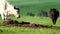 Angus, wagyu and murray grey beef bulls and cows, being grass fed  on a hill in Australia.