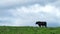 Angus, wagyu and murray grey beef bulls and cows, being grass fed  on a hill in Australia.