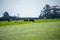 Angus, wagyu and murray grey beef bulls and cows, being grass fed on a hill in Australia