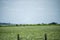 Angus, wagyu and murray grey beef bulls and cows, being grass fed on a hill in Australia