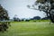 Angus, wagyu and murray grey beef bulls and cows, being grass fed on a hill in Australia